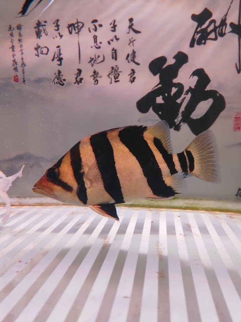 龍虎魟入缸打卡！2023年9月17日[ciya]