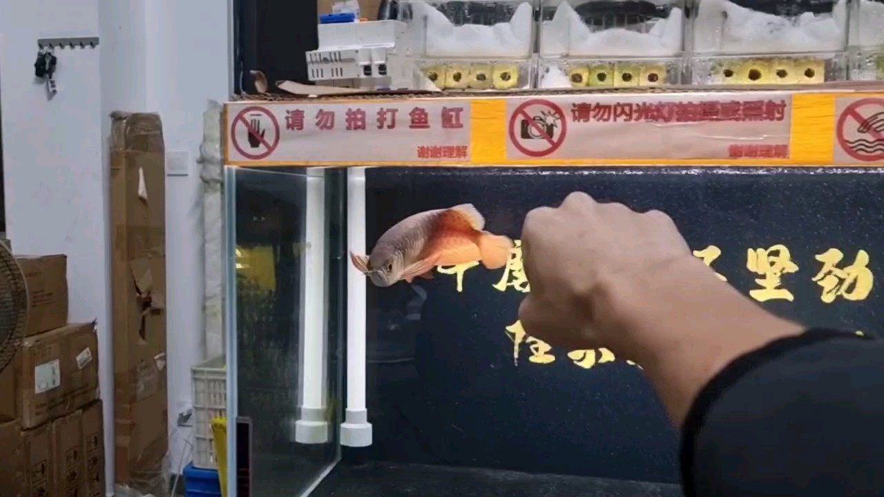龍魚廣場舞 龍魚廣場舞 龍魚論壇