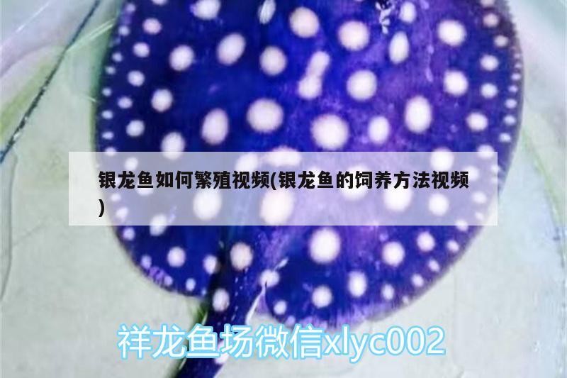銀龍魚如何繁殖視頻(銀龍魚的飼養方法視頻)