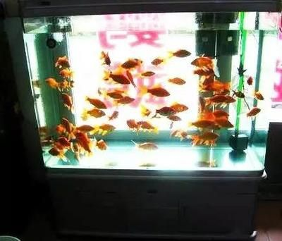 大型定做魚缸如何降溫的：大型定做魚缸的降溫方法