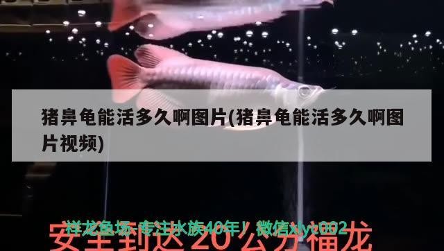 豬鼻龜能活多久啊圖片(豬鼻龜能活多久啊圖片視頻)