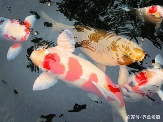 {問(wèn)題緊急}請(qǐng)問(wèn)贛州哪有賣(mài)玻璃缸、魚(yú)缸的? 贛州魚(yú)缸批發(fā)市場(chǎng)什么地方好點(diǎn)呢(贛州市魚(yú)缸批發(fā)市場(chǎng)) 觀賞魚(yú)百科 贛州魚(yú)缸批發(fā)市場(chǎng)什么地方好點(diǎn)呢(贛州市魚(yú)缸批發(fā)市場(chǎng)) 贛州魚(yú)缸批發(fā)市場(chǎng)什么地方好點(diǎn)呢(贛州市魚(yú)缸批發(fā)市場(chǎng)) 觀賞魚(yú)百科
