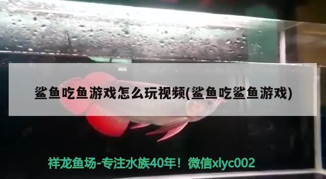 鯊魚吃魚游戲怎么玩視頻(鯊魚吃鯊魚游戲)