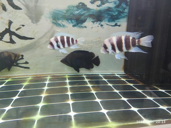 剛買的1100    15.5      19.5