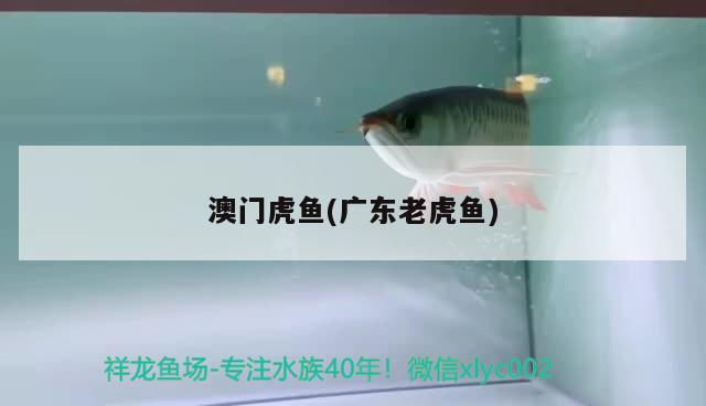 澳門虎魚(廣東老虎魚)