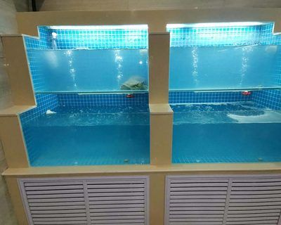 定做超市魚缸、餐飲魚缸,水產魚缸,免費設計：定做超市魚缸、餐飲魚缸、水產魚缸、水族館維護與管理指南