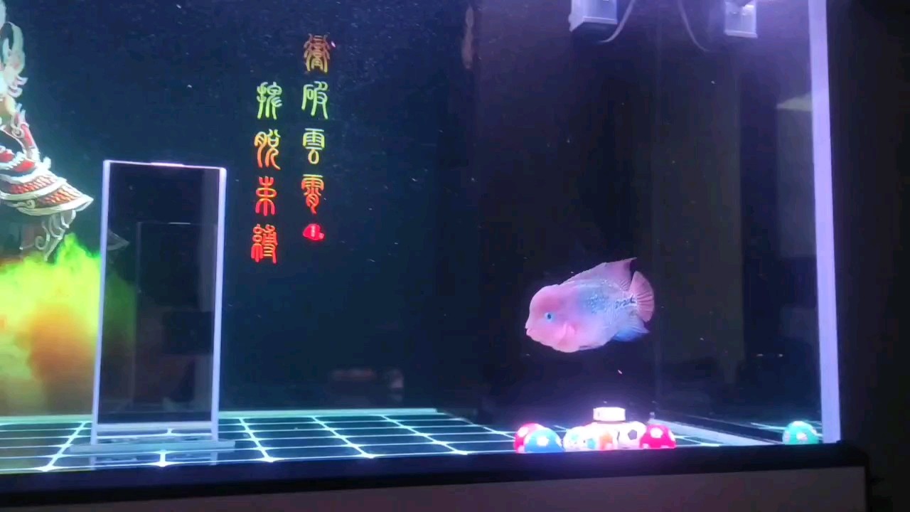 四個月了近16厘米，不愧是晚成魚[wabi]