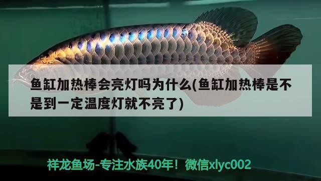 哪里可以購買到正宗的白金龍魚？，白金龍魚如何挑選
