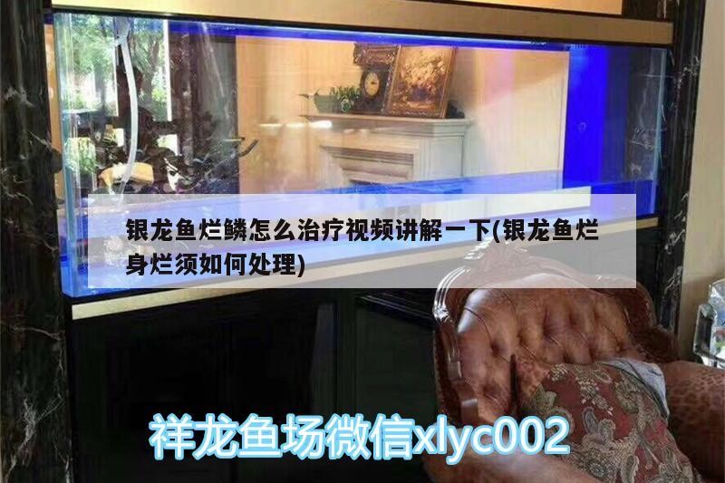 銀龍魚(yú)爛鱗怎么治療視頻講解一下(銀龍魚(yú)爛身爛須如何處理)