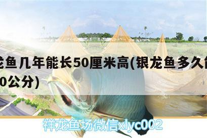 銀龍魚幾年能長50厘米高(銀龍魚多久能長到50公分)