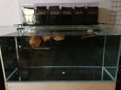 成品小魚缸怎么玩：成品品小魚缸的玩法