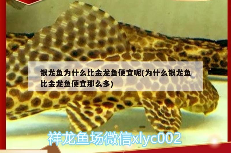 龍魚干蝦有營養嗎 銀龍魚為什么比金龍魚便宜呢(為什么銀龍魚比金龍魚便宜那么多) 銀龍魚百科 銀龍魚為什么比金龍魚便宜呢(為什么銀龍魚比金龍魚便宜那么多) 銀龍魚為什么比金龍魚便宜呢(為什么銀龍魚比金龍魚便宜那么多) 銀龍魚百科
