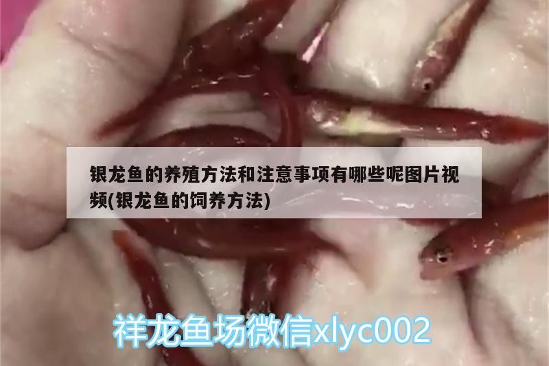 銀龍魚的養(yǎng)殖方法和注意事項(xiàng)有哪些呢圖片視頻(銀龍魚的飼養(yǎng)方法)