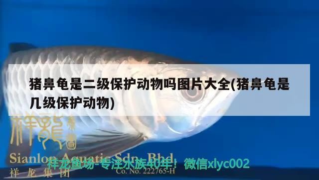 豬鼻龜是二級(jí)保護(hù)動(dòng)物嗎圖片大全(豬鼻龜是幾級(jí)保護(hù)動(dòng)物)