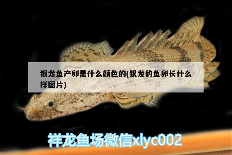 銀龍魚產卵是什么顏色的(銀龍的魚卵長什么樣圖片)