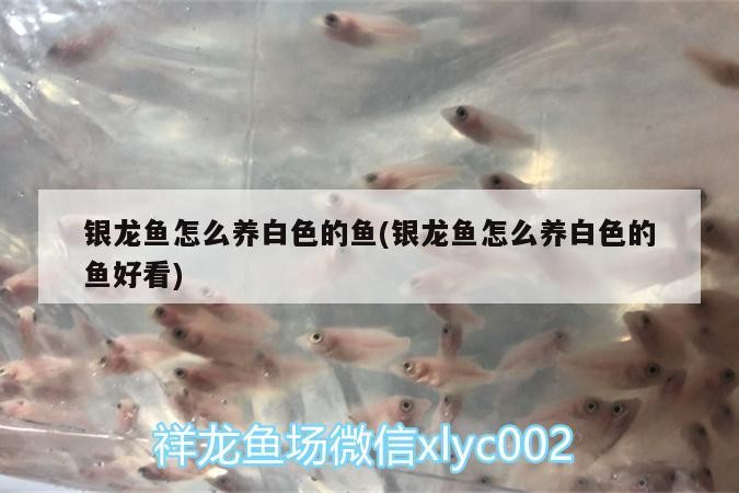 銀龍魚怎么養白色的魚(銀龍魚怎么養白色的魚好看)