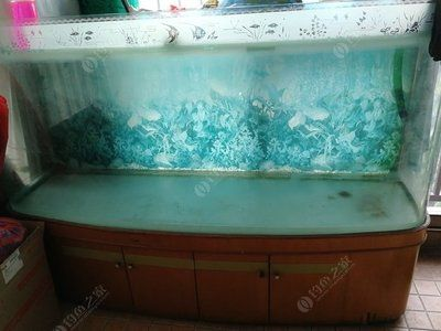 大魚缸換小魚缸：如何從大魚缸換到小魚缸