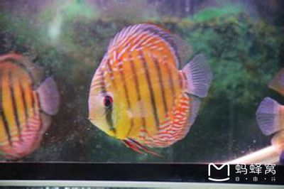 大魚缸換小魚缸：如何從大魚缸換到小魚缸