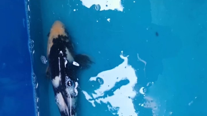 我的虎魚真菌感染了要怎么處理 補白寫視頻 龍魚論壇 補白寫視頻 補白寫視頻 龍魚論壇