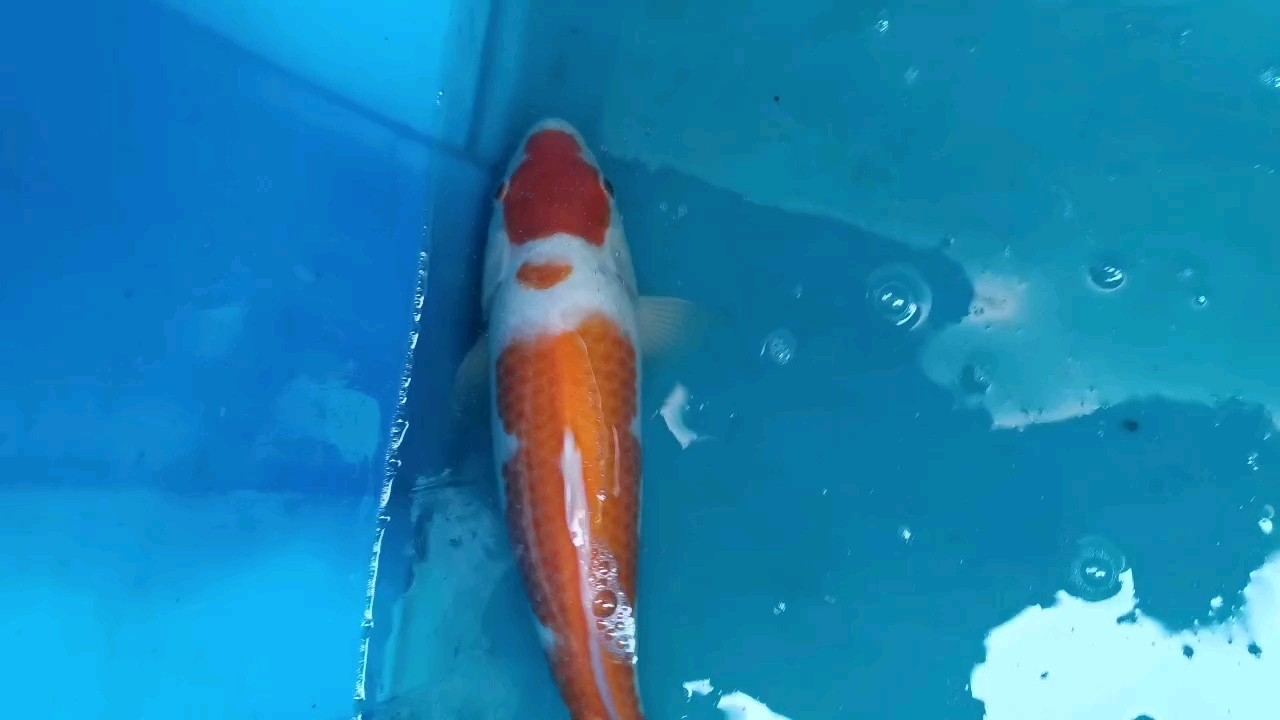 補紅白視頻