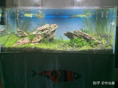 大魚缸養(yǎng)什么魚好看好養(yǎng)活：魚缸養(yǎng)殖技巧