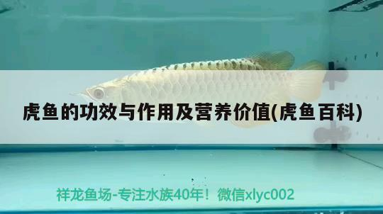 虎魚(yú)的功效與作用及營(yíng)養(yǎng)價(jià)值(虎魚(yú)百科)