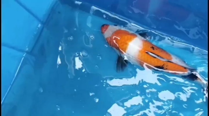 補昭和視頻