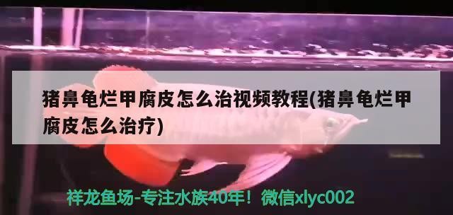 豬鼻龜爛甲腐皮怎么治視頻教程(豬鼻龜爛甲腐皮怎么治療)