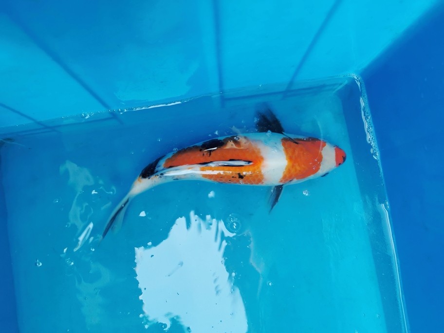 處理出魚，可快遞，可自提