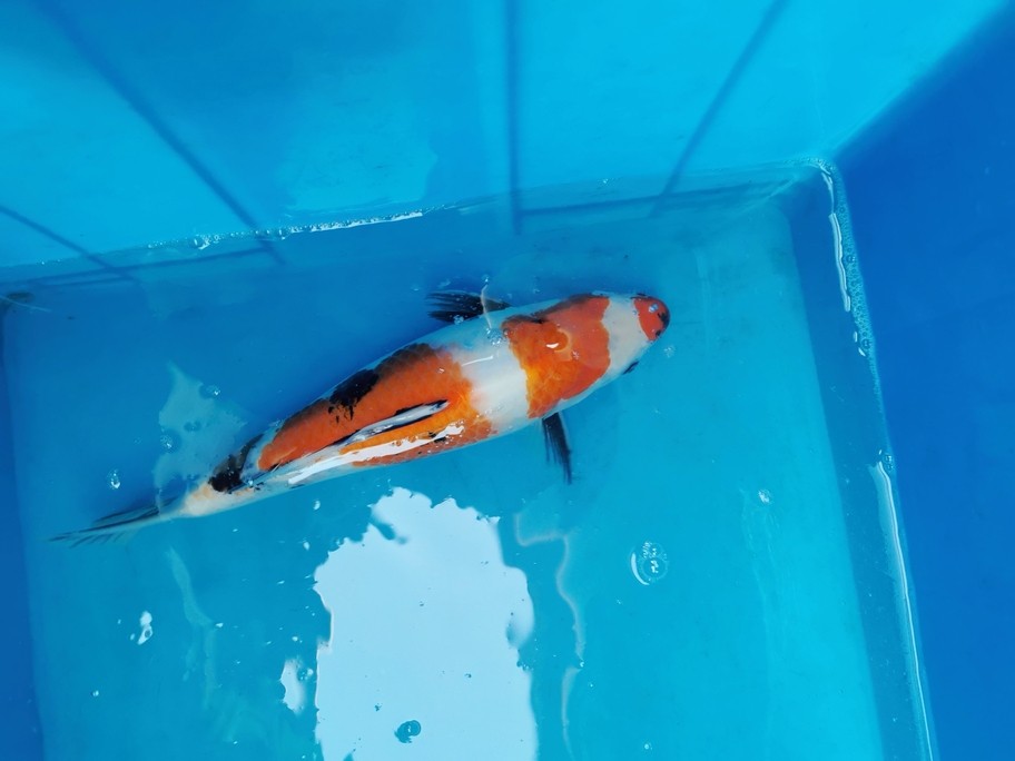 處理出魚，可快遞，可自提