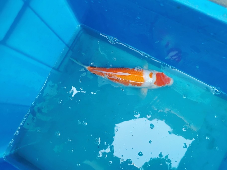 處理出魚，可快遞，可自提