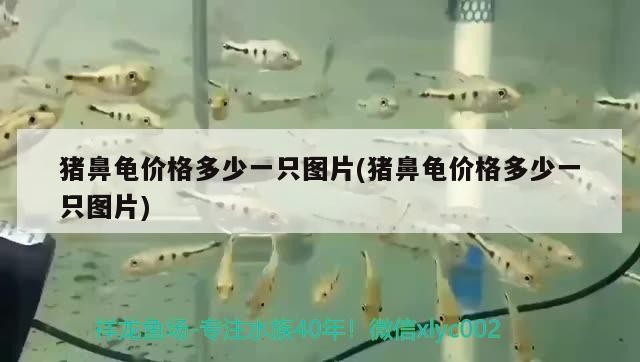 豬鼻龜價格多少一只圖片(豬鼻龜價格多少一只圖片) 豬鼻龜價格多少一只圖片(豬鼻龜價格多少一只圖片) 豬鼻龜百科