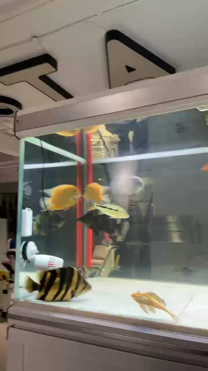 期待三間fogo發色