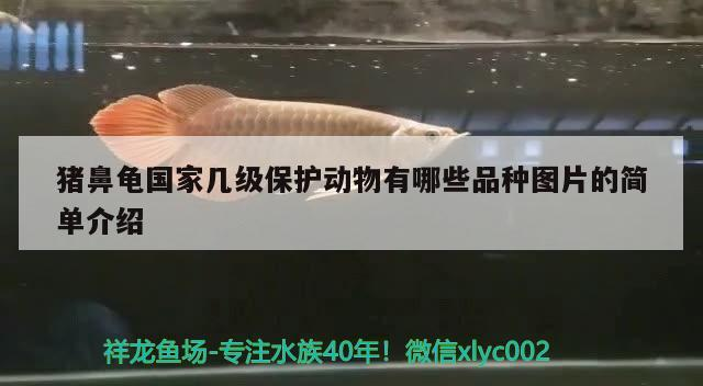 豬鼻龜國家?guī)准壉Ｗo動物有哪些品種圖片的簡單介紹