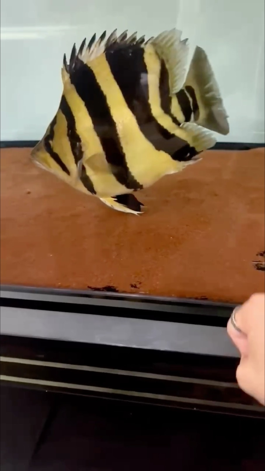 頂級福泰