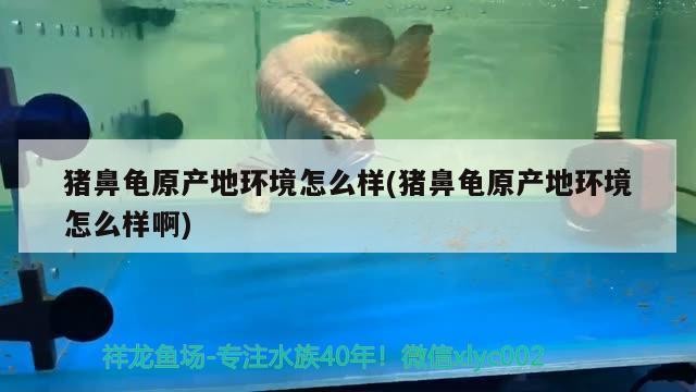 豬鼻龜原產地環境怎么樣(豬鼻龜原產地環境怎么樣啊) 豬鼻龜原產地環境怎么樣(豬鼻龜原產地環境怎么樣啊) 豬鼻龜百科