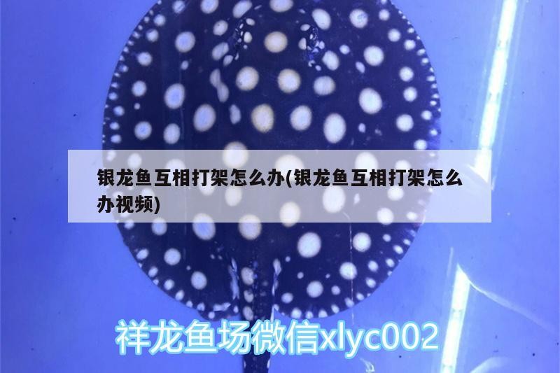 銀龍魚(yú)互相打架怎么辦(銀龍魚(yú)互相打架怎么辦視頻)