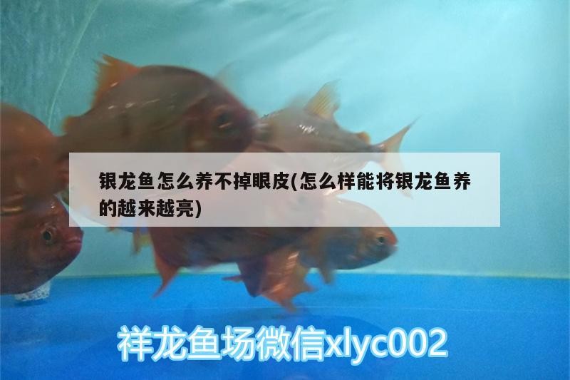 銀龍魚怎么養不掉眼皮(怎么樣能將銀龍魚養的越來越亮)
