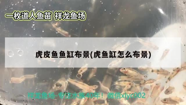 虎皮魚魚缸布景(虎魚缸怎么布景)