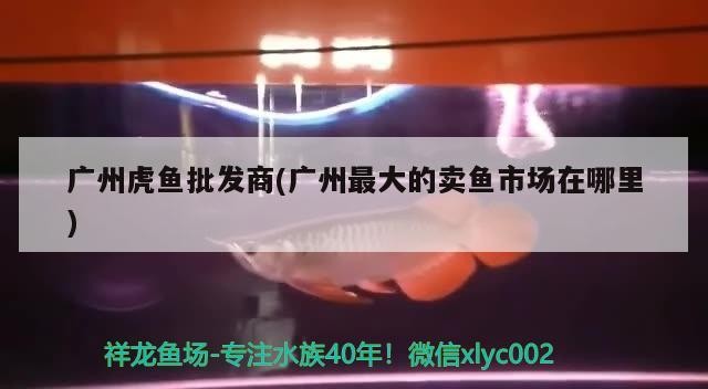 廣州虎魚批發商(廣州最大的賣魚市場在哪里) 廣州虎魚批發商(廣州最大的賣魚市場在哪里) 虎魚百科
