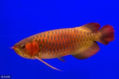 紅龍魚幾個月開始發色了：紅龍魚發色過程中應注意哪些問題紅龍魚發色受哪些因素影響