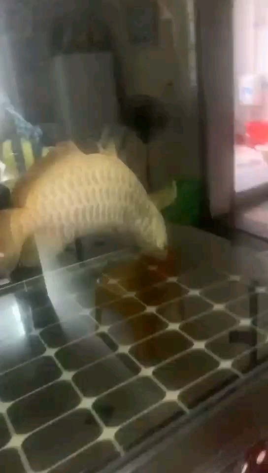 終究還是玩完了！