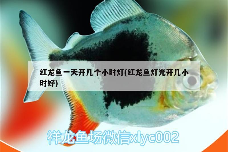 紅龍魚一天開幾個小時燈(紅龍魚燈光開幾小時好)