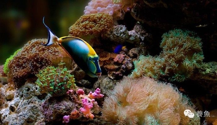 成品魚缸怎樣改造好看：成品魚缸改造之主題設(shè)計