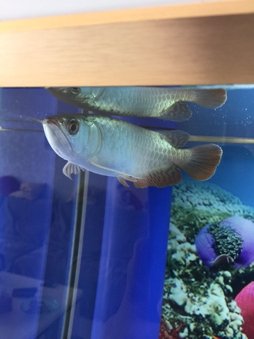 一般虎魚喂啥好 一般虎魚喂啥好 虎魚百科