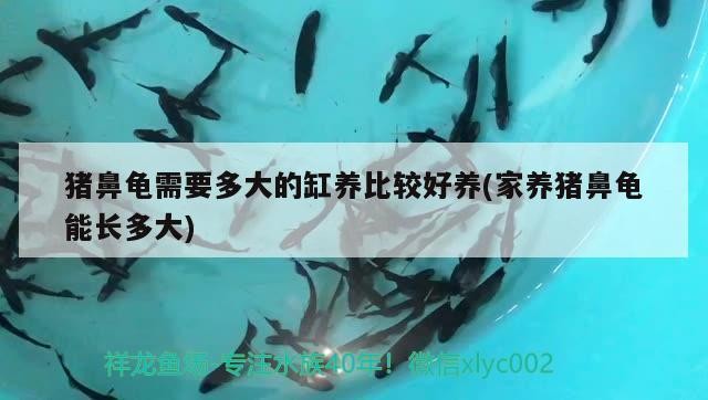 豬鼻龜需要多大的缸養(yǎng)比較好養(yǎng)(家養(yǎng)豬鼻龜能長(zhǎng)多大)