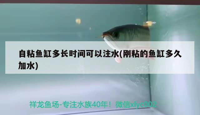自粘魚缸多長時間可以注水(剛粘的魚缸多久加水) 自粘魚缸多長時間可以注水(剛粘的魚缸多久加水) 虎魚百科