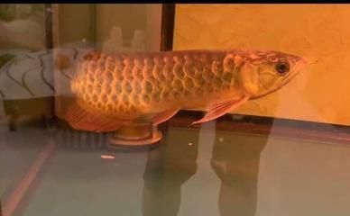 龍魚為什么突然死了一只呢