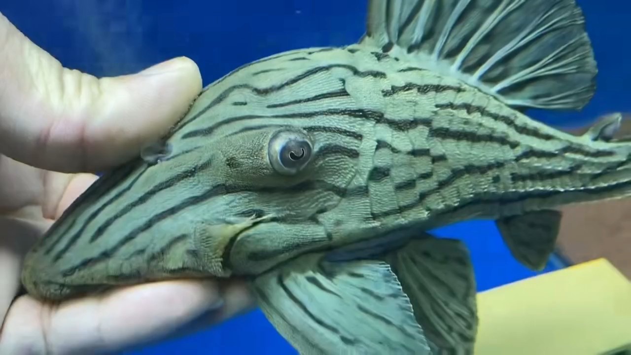 25公分綠皮皇冠豹