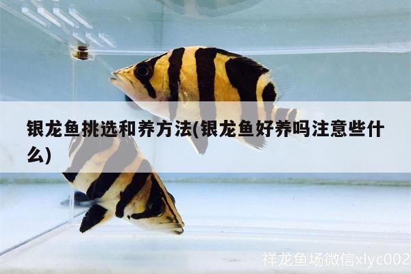 銀龍魚挑選和養方法(銀龍魚好養嗎注意些什么)
